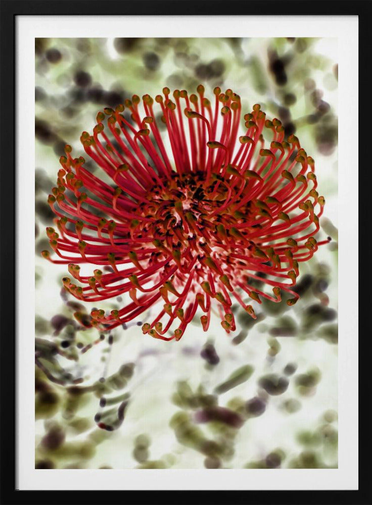 Strahlende Blüte | Poster