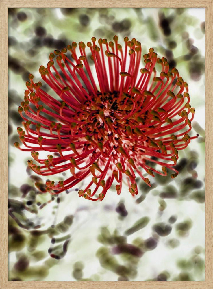 Strahlende Blüte | Poster