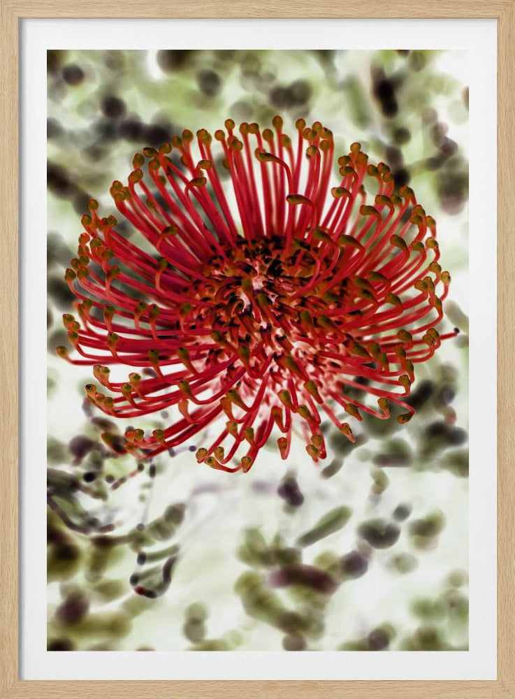 Strahlende Blüte | Poster