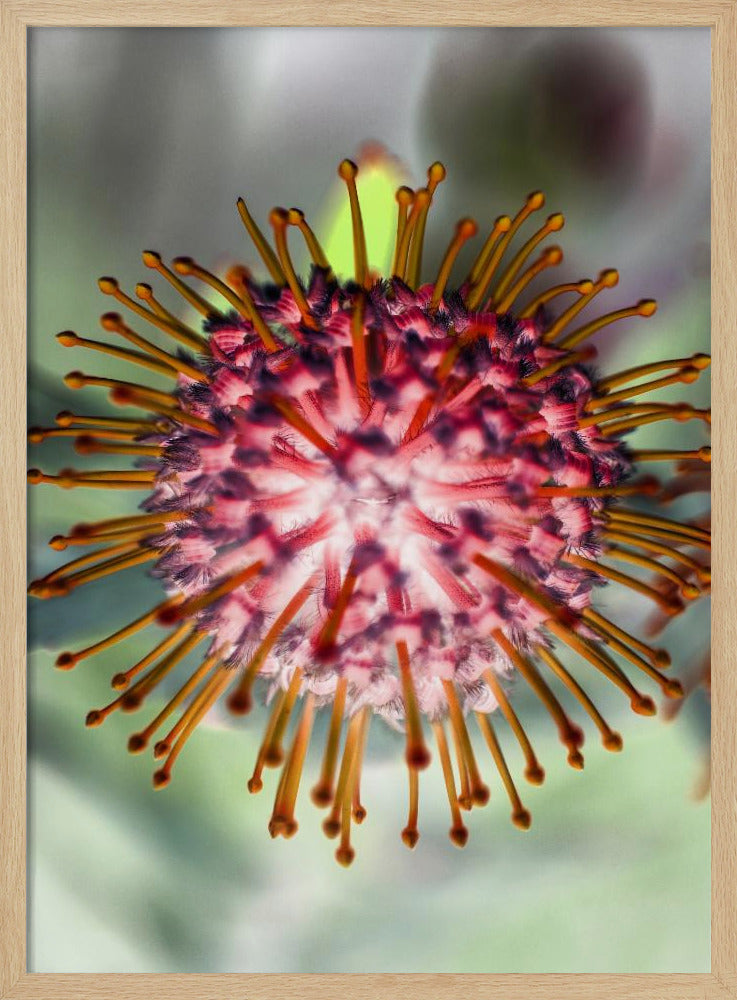 Blühendes Strahlen | Poster