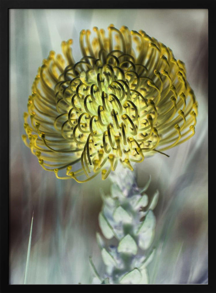 Goldene Blüte | Poster