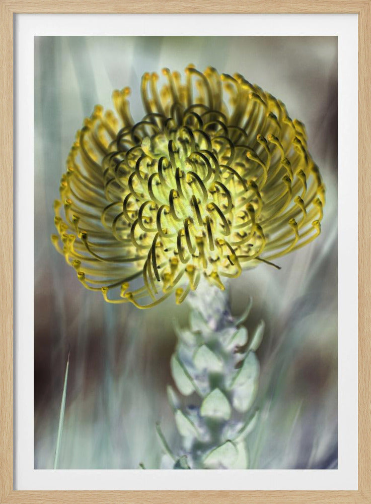 Golden Bloom Burst | Poster