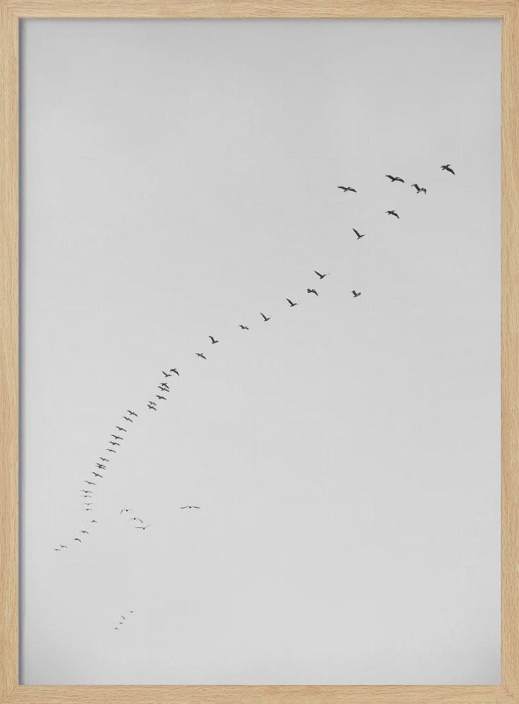 Formationsflug | Poster