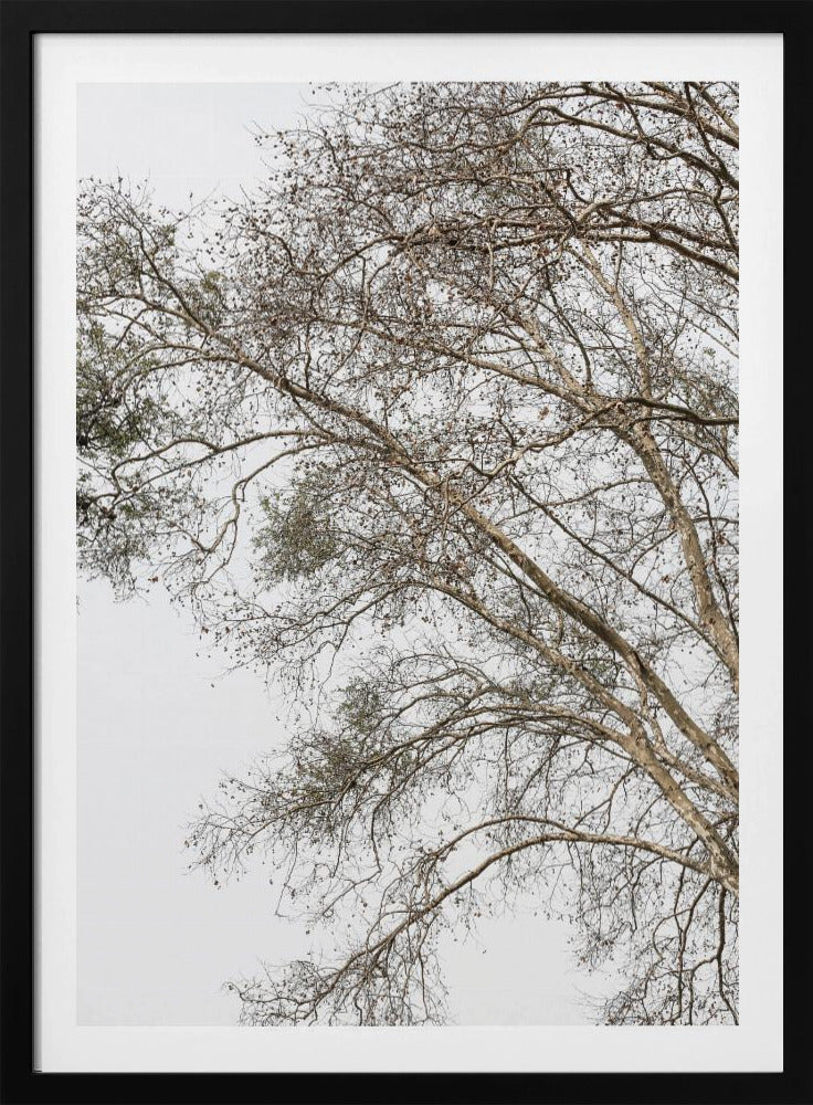Flüsternde Zweige des Winters | Poster