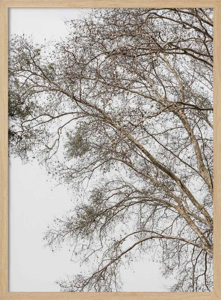 Flüsternde Zweige des Winters | Poster