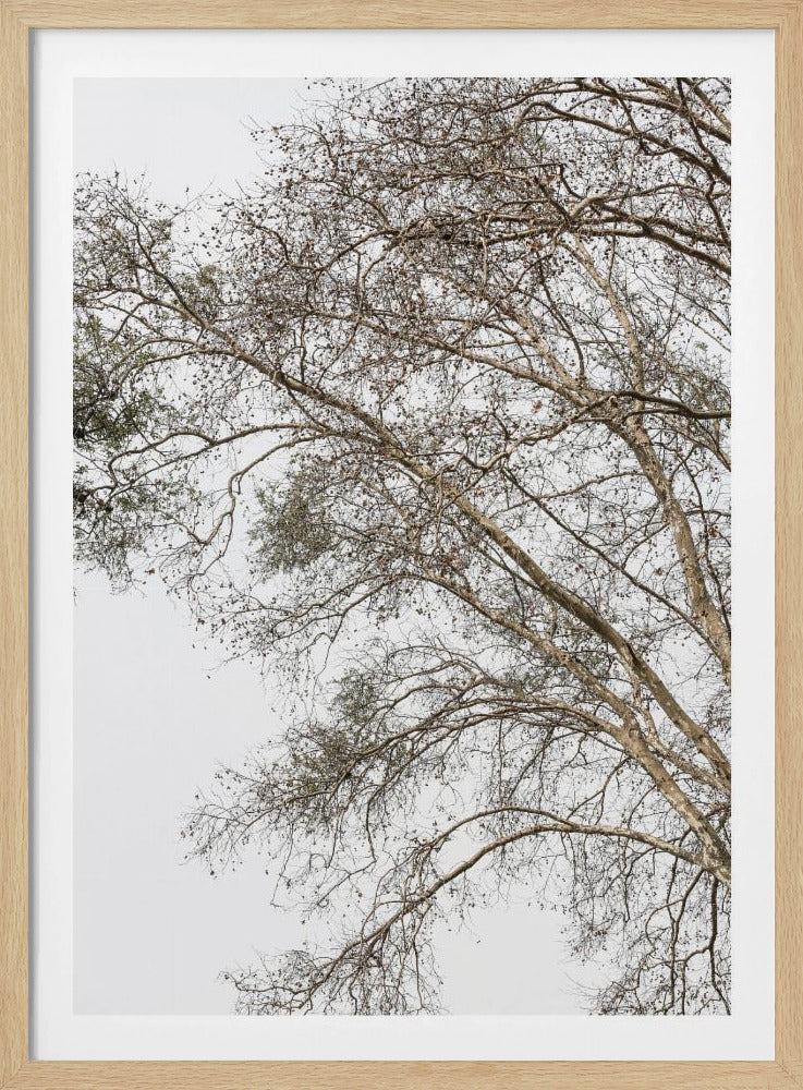 Flüsternde Zweige des Winters | Poster