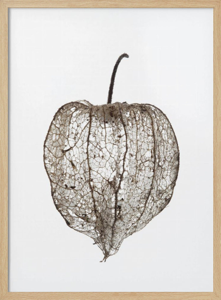 Der zerbrechliche Schleier der Natur | Poster