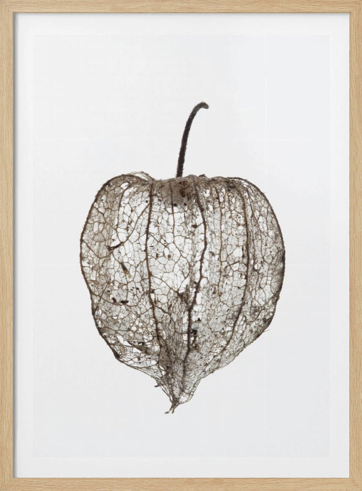 Der zerbrechliche Schleier der Natur | Poster