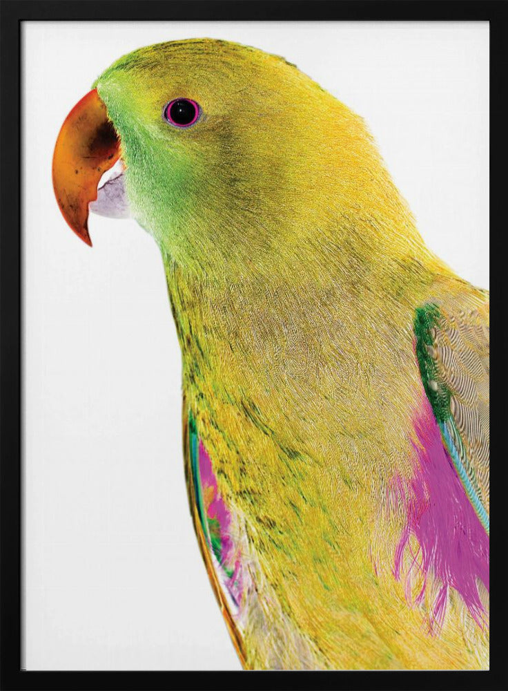 Lebendiges Papageienprofil | Poster
