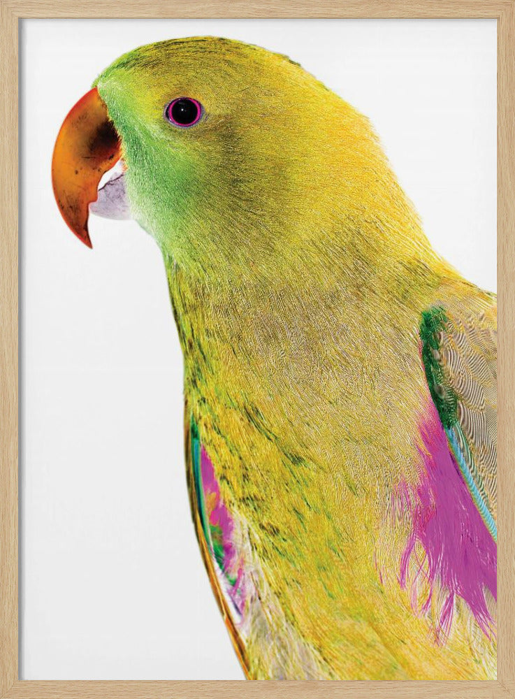 Lebendiges Papageienprofil | Poster