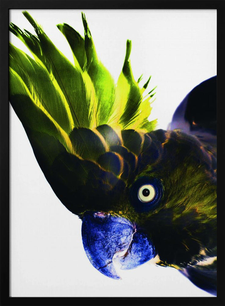 Lebendiger Vogelblick | Poster
