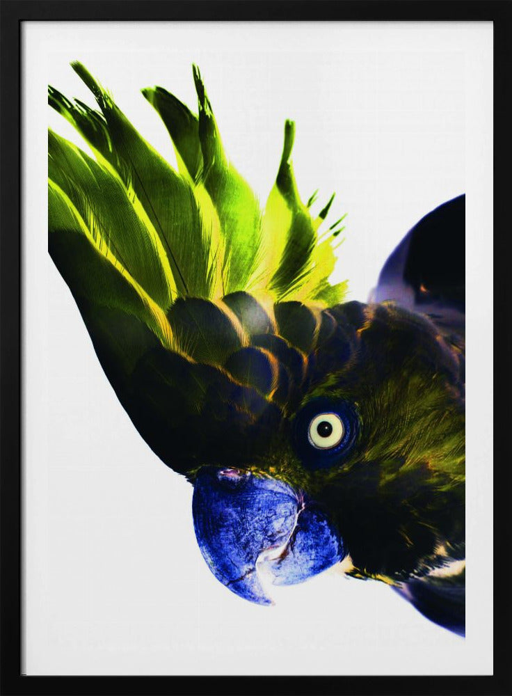 Lebendiger Vogelblick | Poster