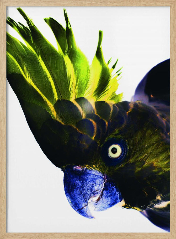 Lebendiger Vogelblick | Poster