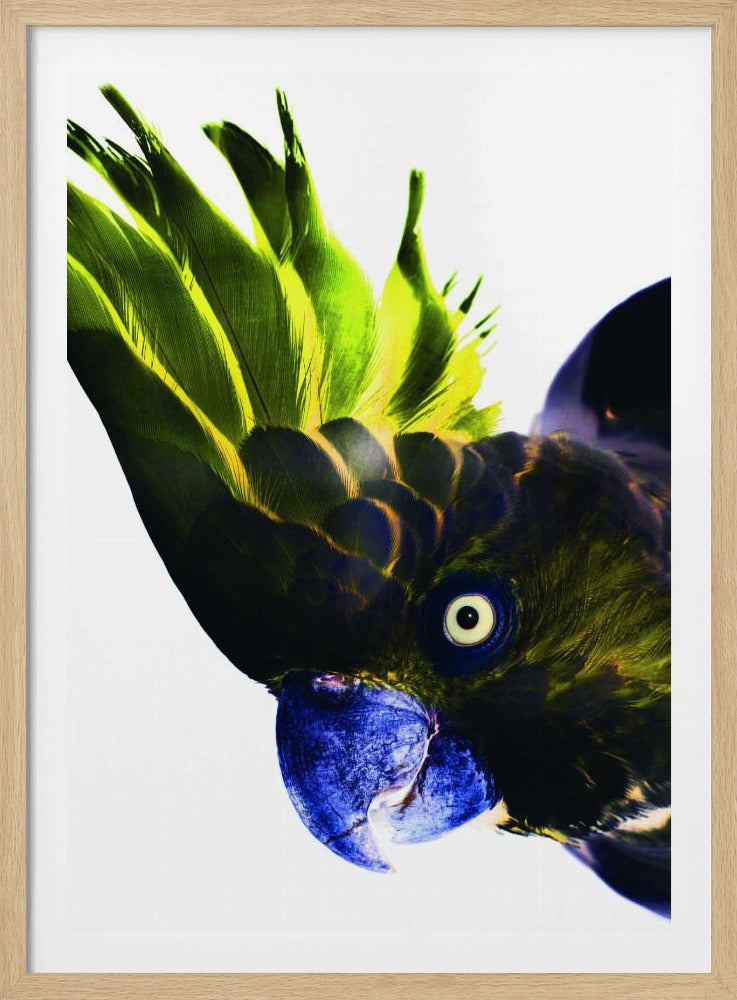 Lebendiger Vogelblick | Poster