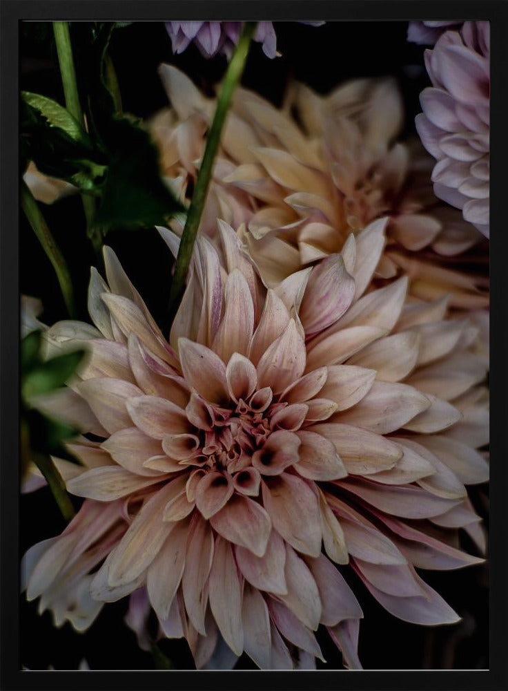 Blütenblätter in voller Blüte | Poster