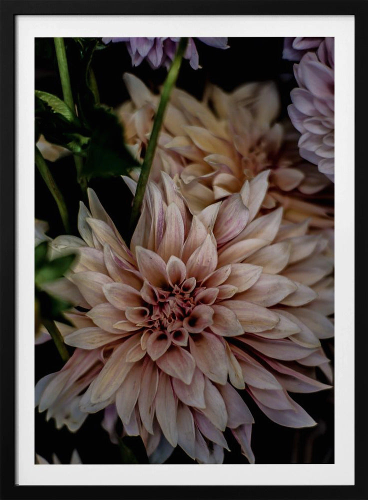 Blütenblätter in voller Blüte | Poster