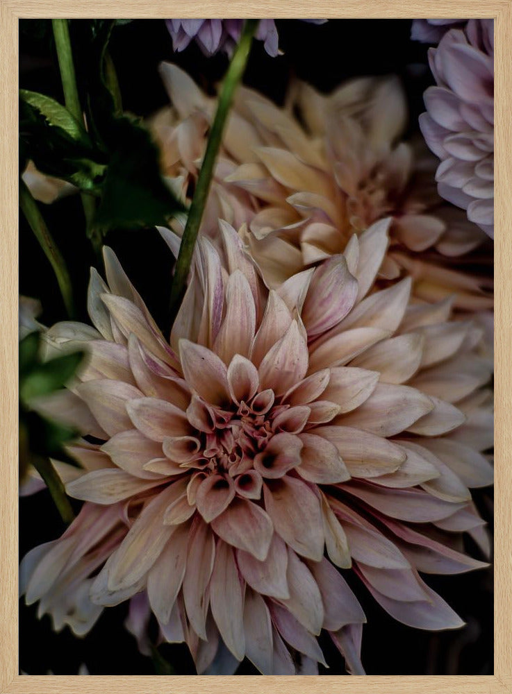 Blütenblätter in voller Blüte | Poster