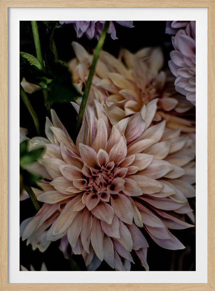 Blütenblätter in voller Blüte | Poster