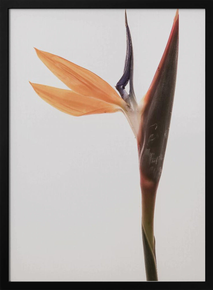 Lebendige Blüte | Poster
