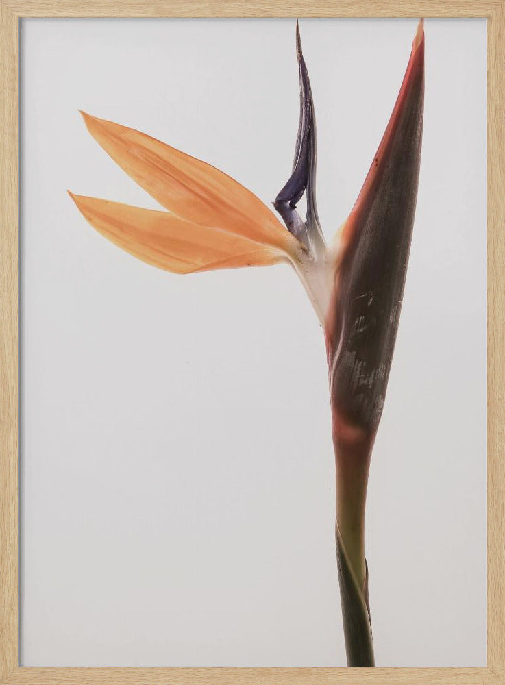 Lebendige Blüte | Poster