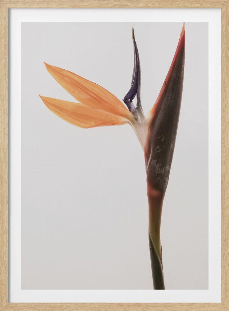 Lebendige Blüte | Poster