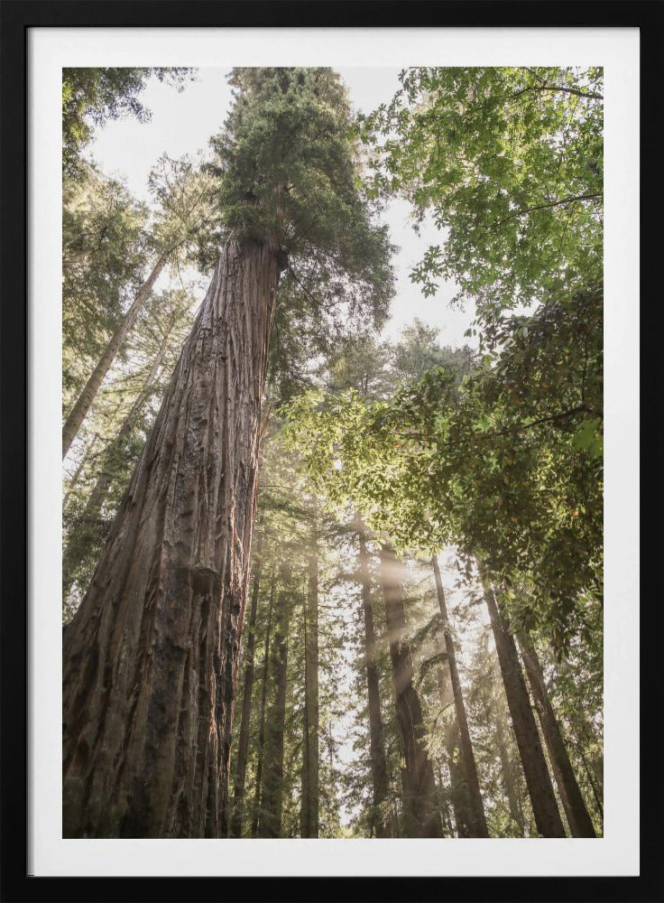 Hoch aufragende Redwoods | Poster