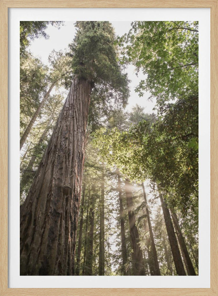 Hoch aufragende Redwoods | Poster