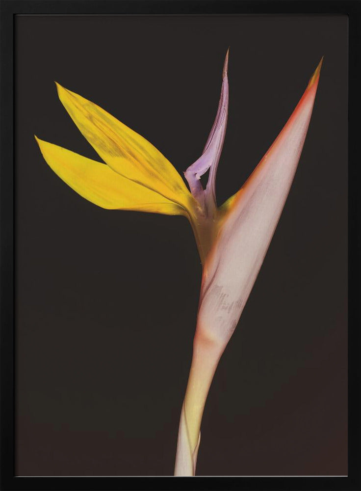 Exotische Blütenpracht | Poster