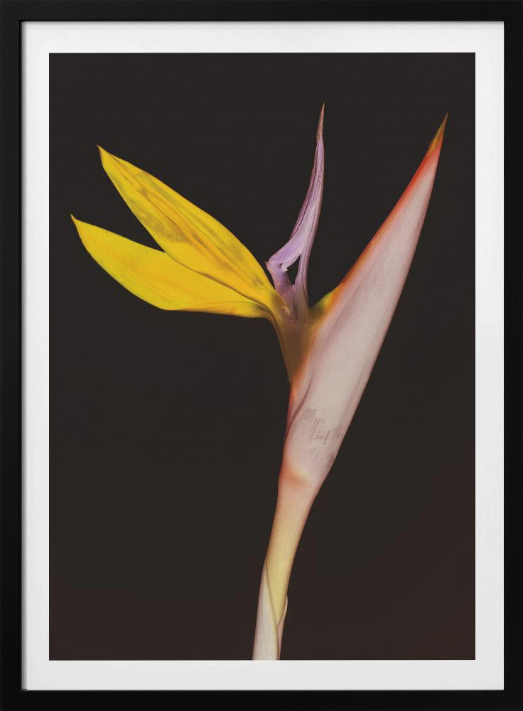 Exotische Blütenpracht | Poster