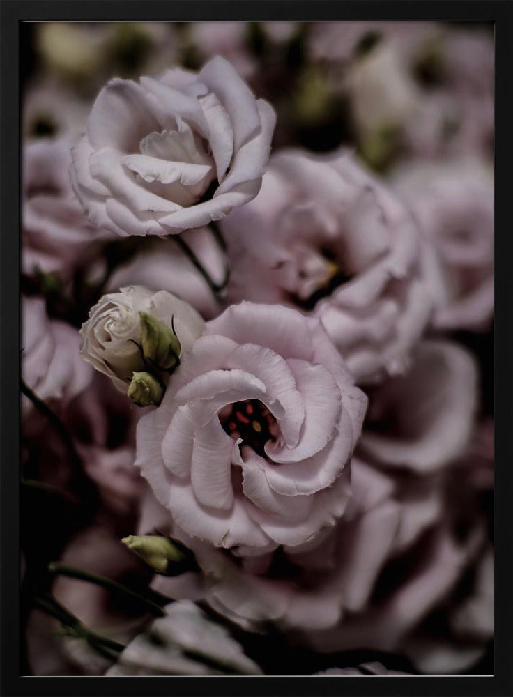 Zarte Schönheit der rosa Lisianthus-Blume | Poster
