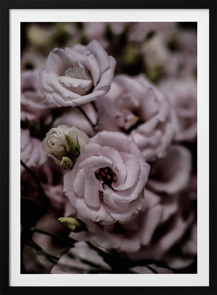 Zarte Schönheit der rosa Lisianthus-Blume | Poster