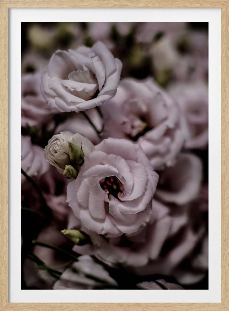 Zarte Schönheit der rosa Lisianthus-Blume | Poster