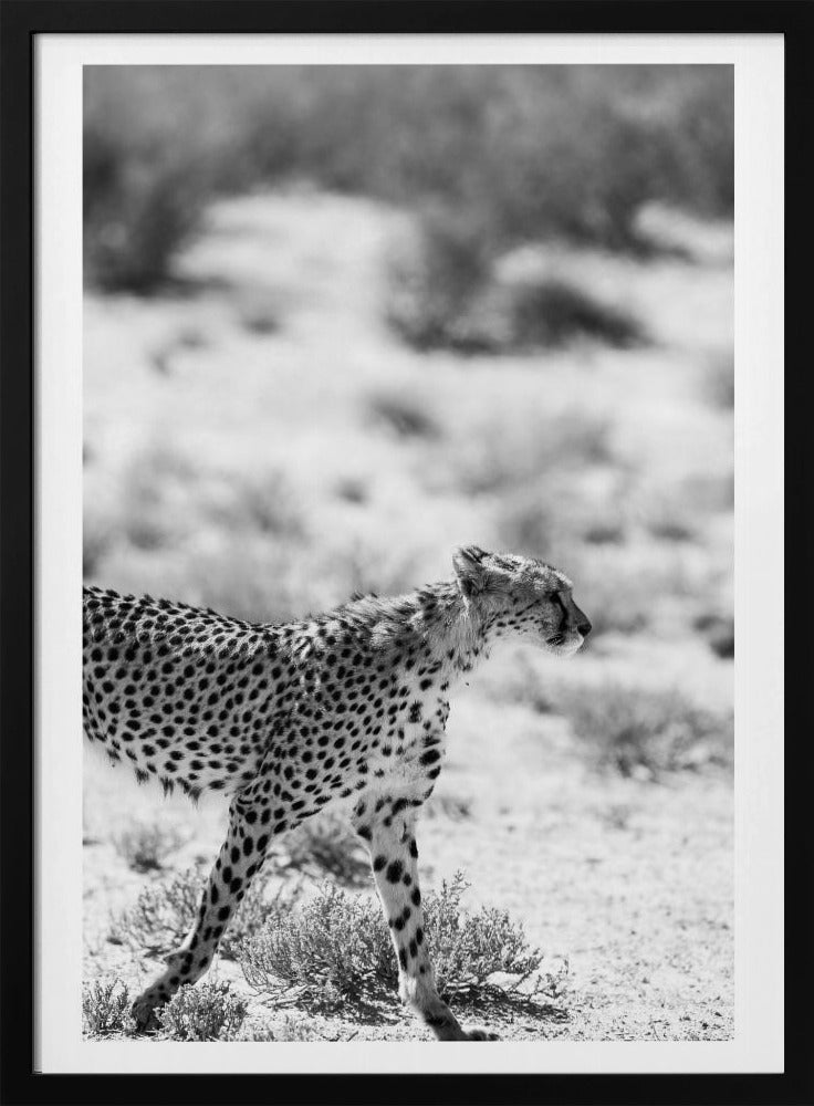 Ein laufender Gepard | Poster