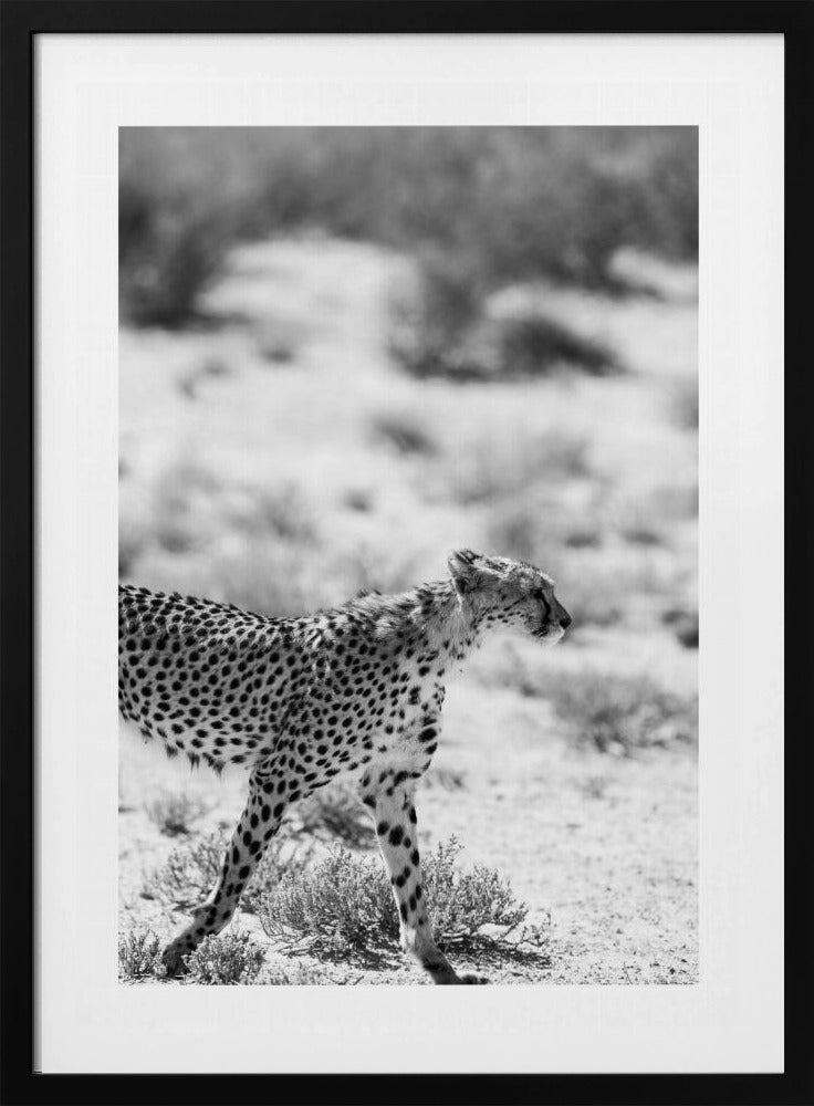 Ein laufender Gepard | Poster
