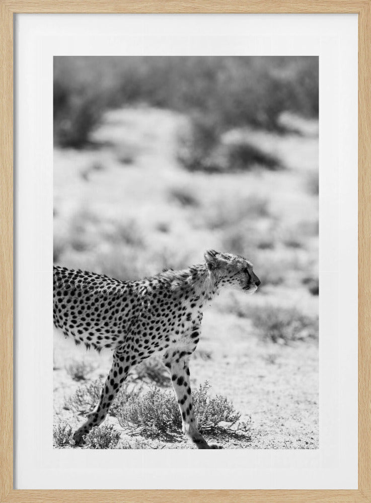 Ein laufender Gepard | Poster
