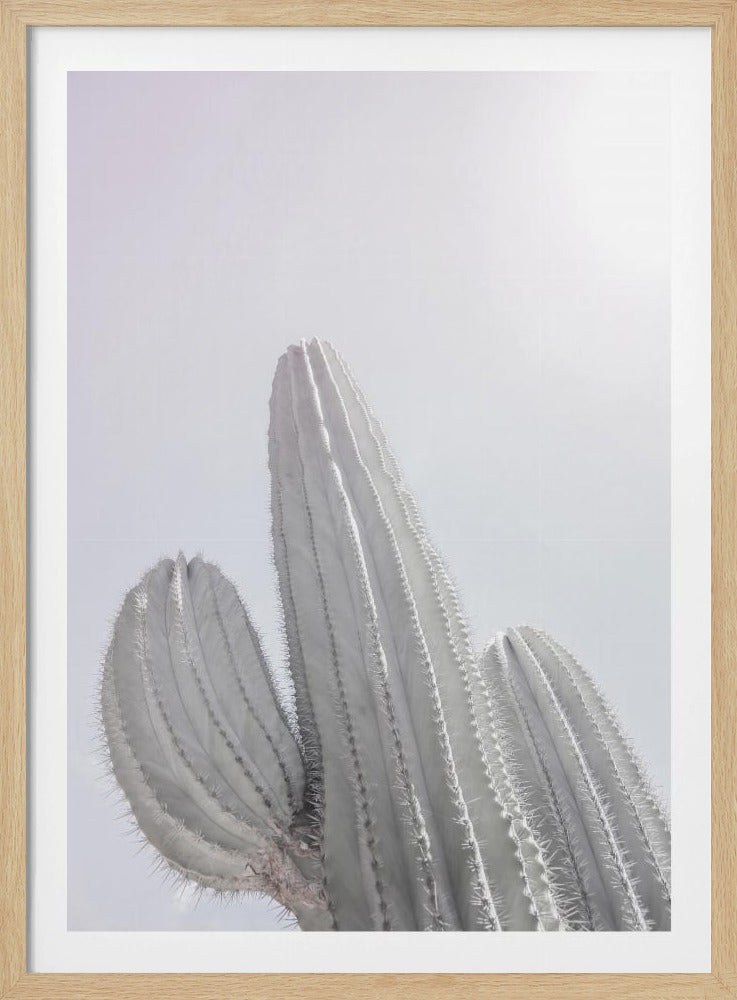 Minimalistischer Kaktus | Poster
