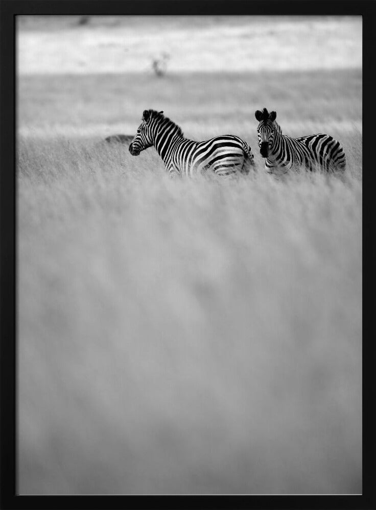 Zebras im Nebel | Poster