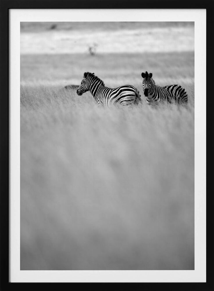 Zebras im Nebel | Poster