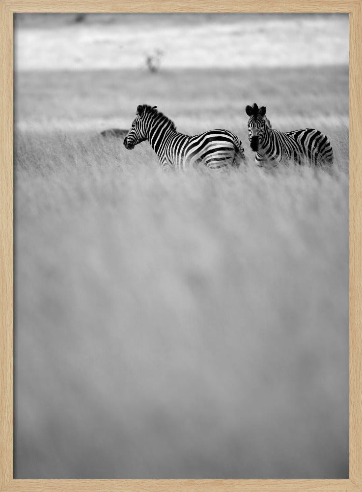 Zebras im Nebel | Poster