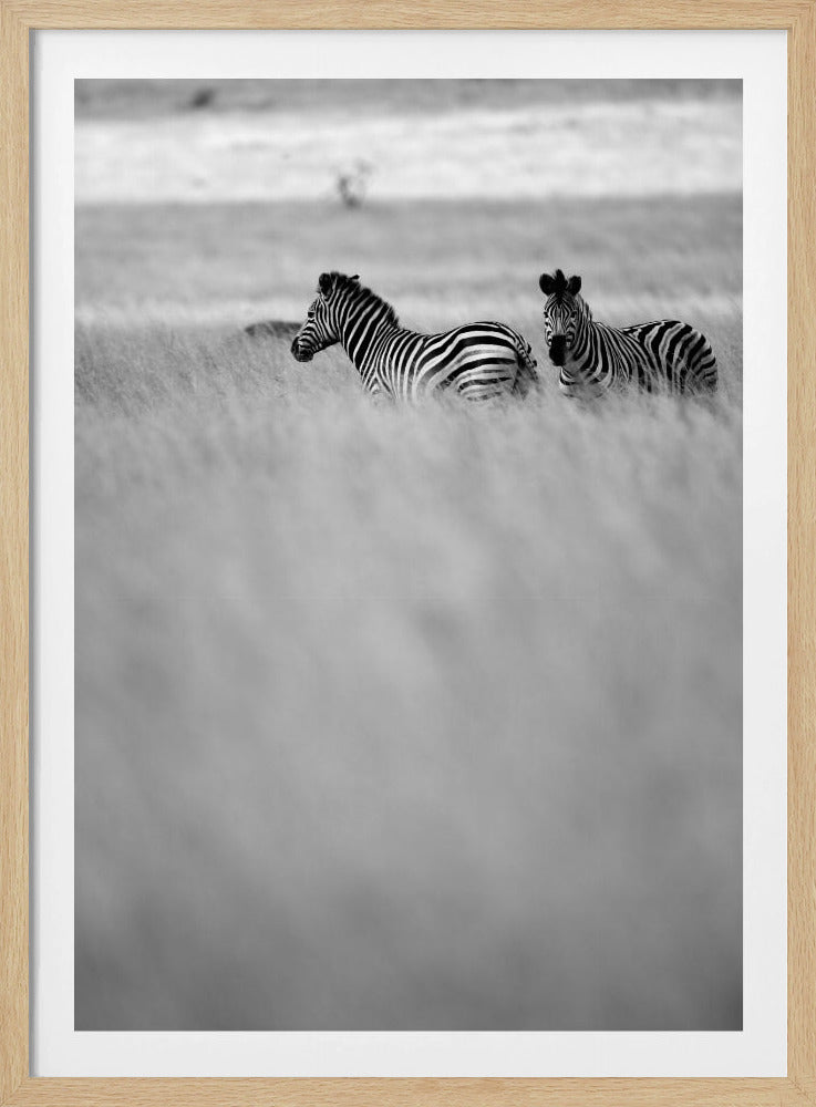 Zebras im Nebel | Poster