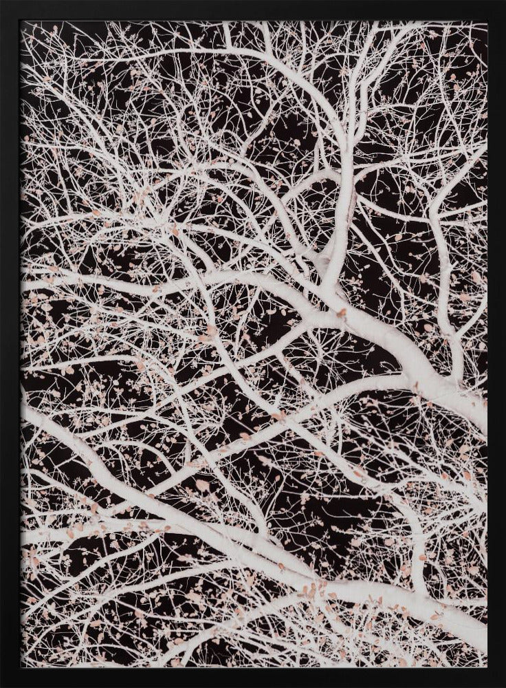 Tree Branches | Poster
