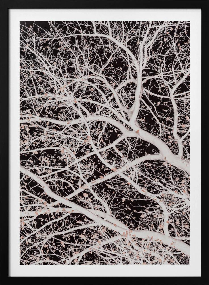 Tree Branches | Poster