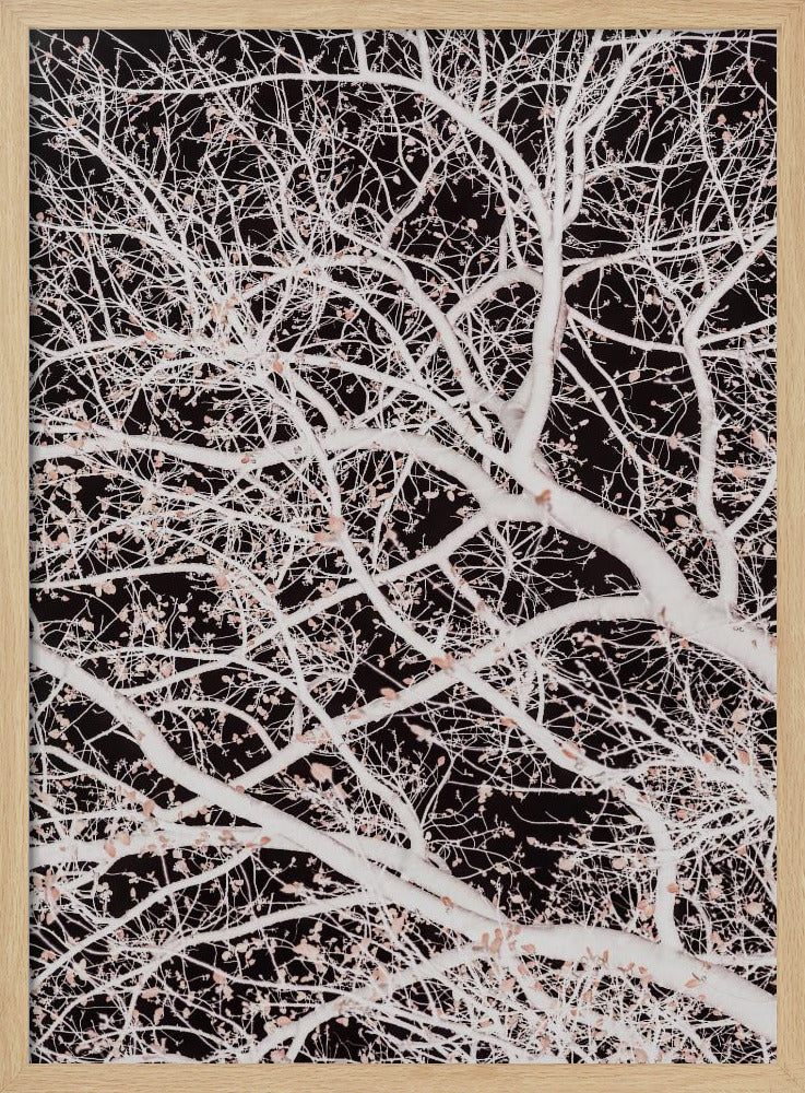 Tree Branches | Poster