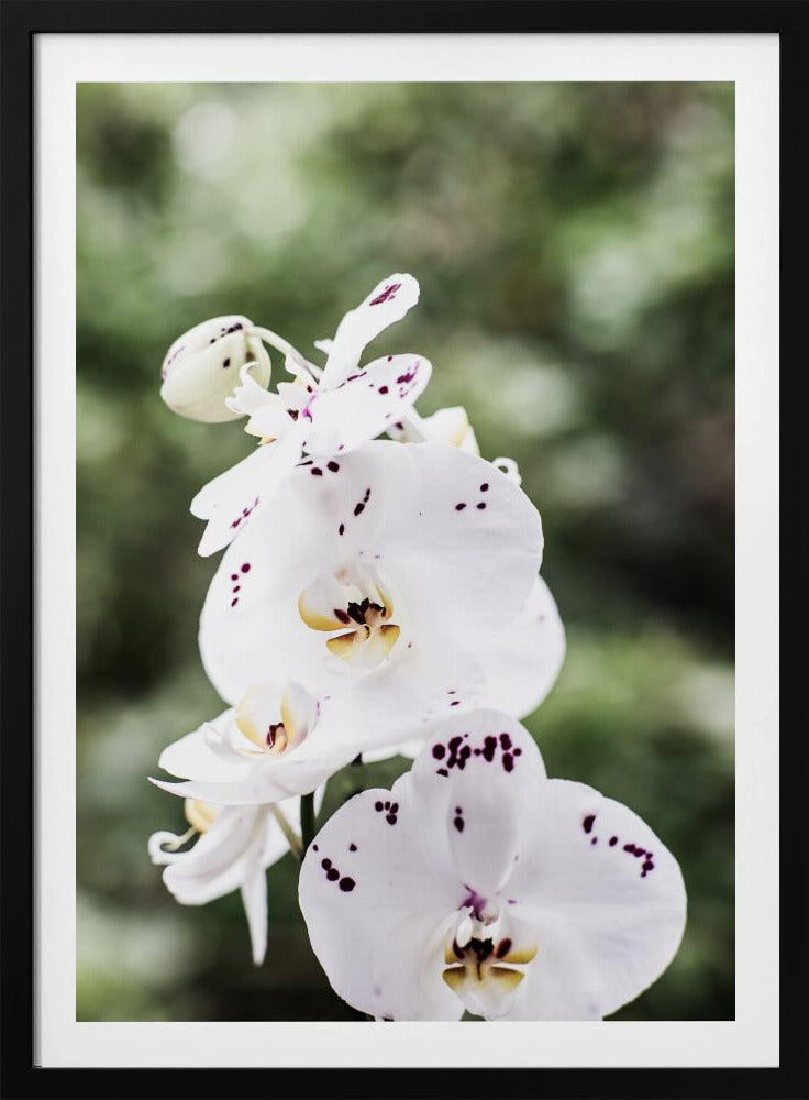 Frühlingsblüten | Poster