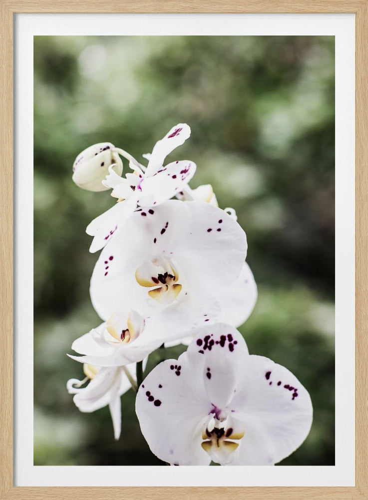Frühlingsblüten | Poster