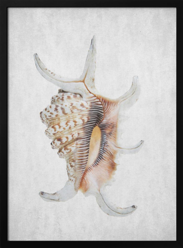 Spiral Seashell | Poster