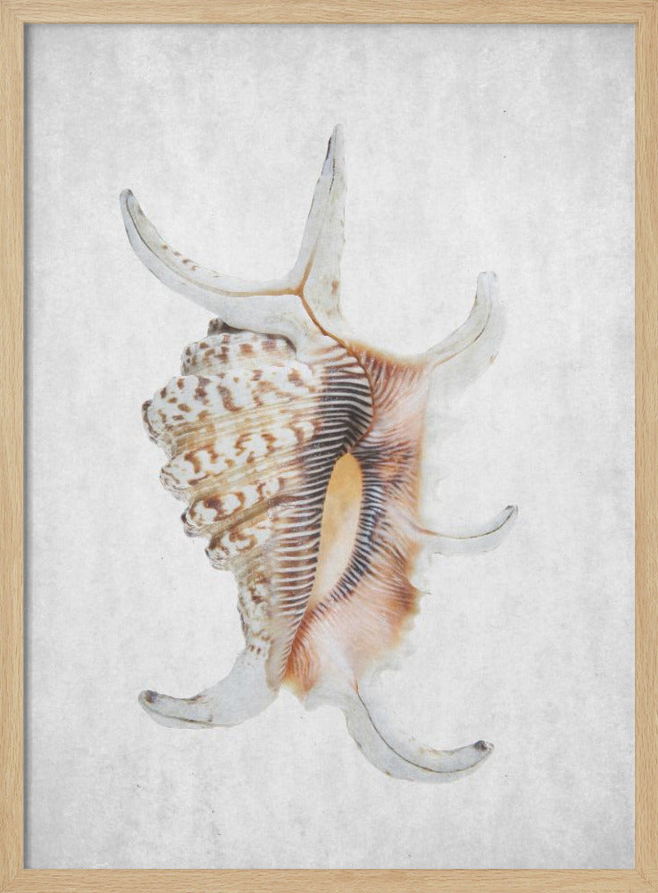 Spiral Seashell | Poster