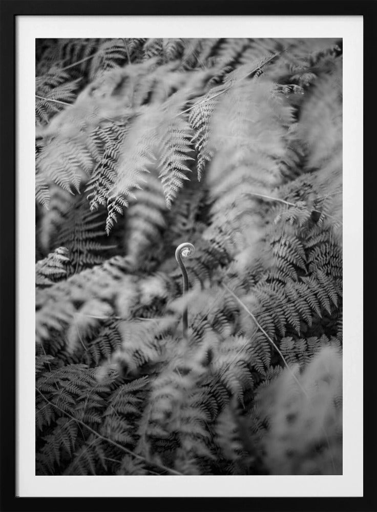Schwarz-Weiß-Fotografie | Poster