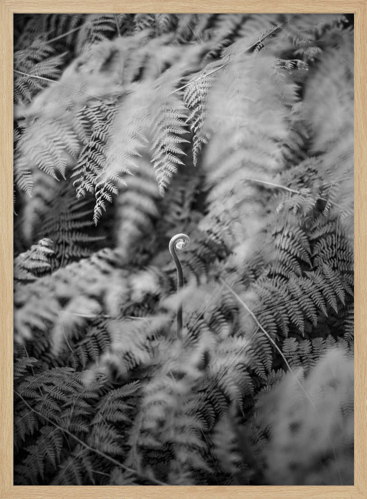 Schwarz-Weiß-Fotografie | Poster
