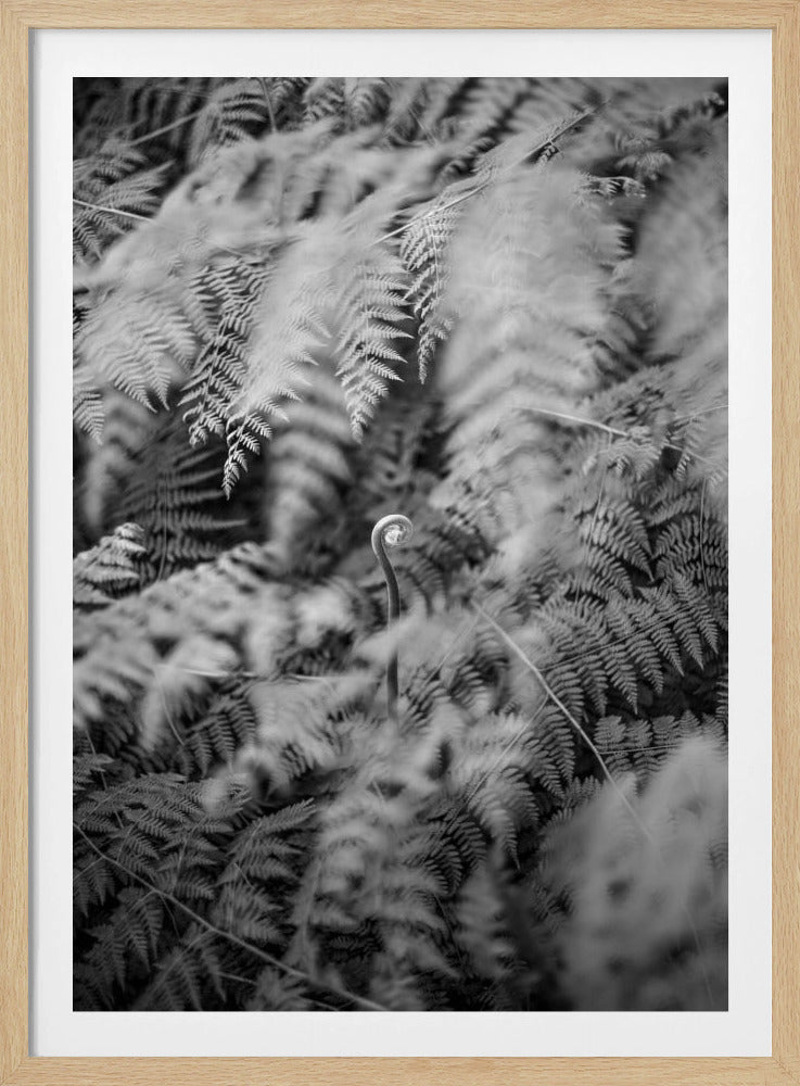 Schwarz-Weiß-Fotografie | Poster